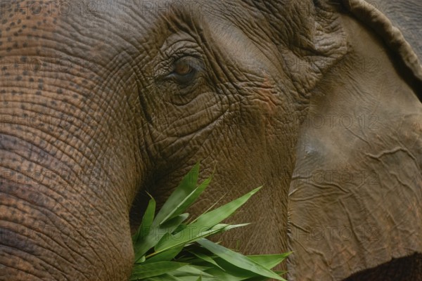 Close-up of an Asian elephant's textured face as it munches on green leaves. Captured in Thailand, the image highlights the elephant's unique features and serene presence