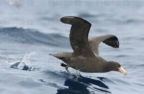 Northern Giant Petrel (Macronectes halli), Victoria, Australia