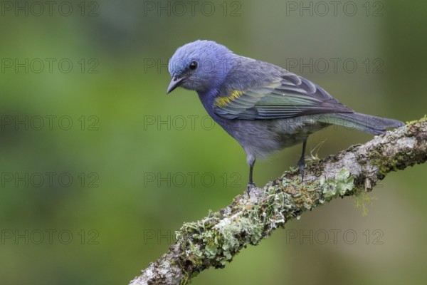 Golden-chevroned Tanager (Thraupis ornata) perched on a branch in the Atlantic rainforest of southeast Brazil