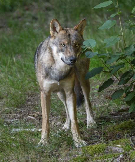 Wolf (Canis lupus) standing in a clearing in the forest and looking attentively, captive, Bavarian Forest National Park, Bavaria, Germany