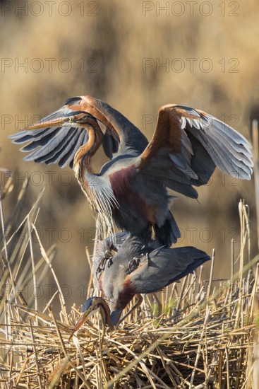 Purple Heron (Ardea purpurea) pair mating, Baden-Wuerttemberg, Germany