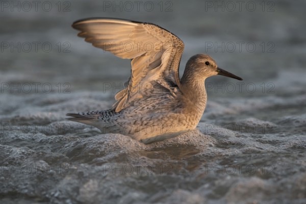 Red Knot (Calidris canutus) juvenile foraging, Vlieland, Netherlands
