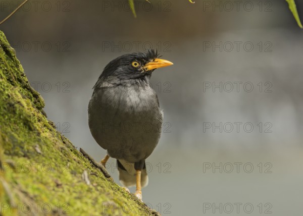 Javan Myna (Acridotheres javanicus), Singapore
