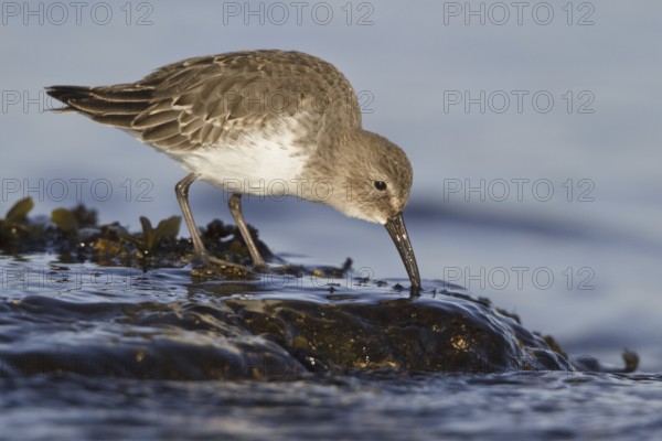 Dunlin (Calidris alpina), British Columbia, Canada
