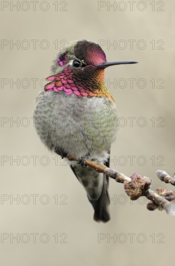 Anna's Hummingbird (Calypte anna), British Columbia, Canada