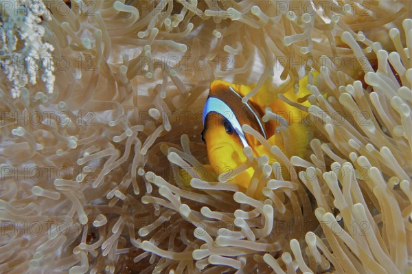Red sea anemonefish (Amphiprion bicinctus)