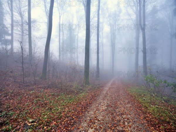 Beech forest (Fagus sylvatica), in autumn in the fog, Canton Aargau, Switzerland