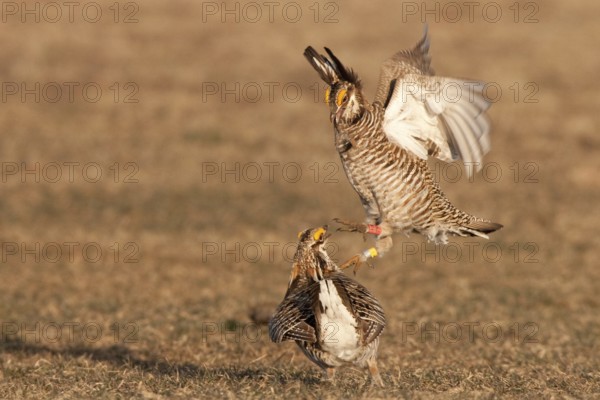 Greater Prairie Chicken (Tympanuchus cupido) male, Wisconsin, USA
