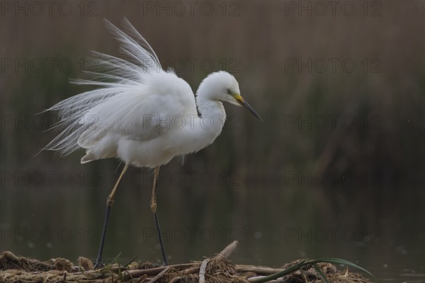 Great Egret (Ardea alba), Subotica, Serbia