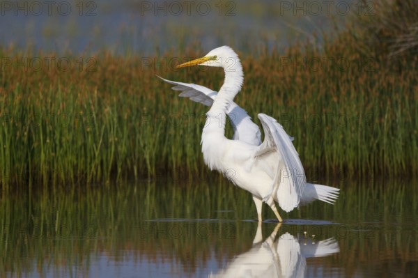 Great Egret (Ardea alba) foraging, Greece