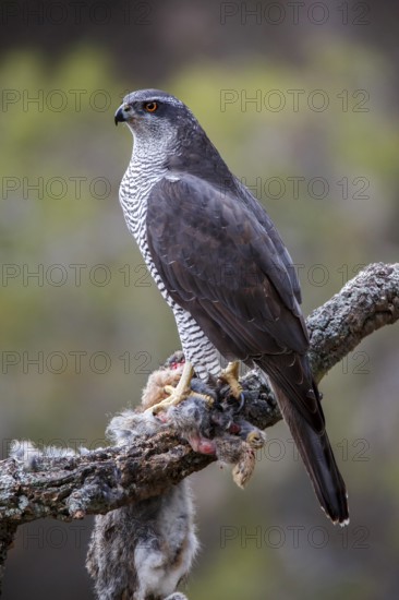 Northern Goshawk (Accipiter gentilis) female with prey, Madrid, Spain