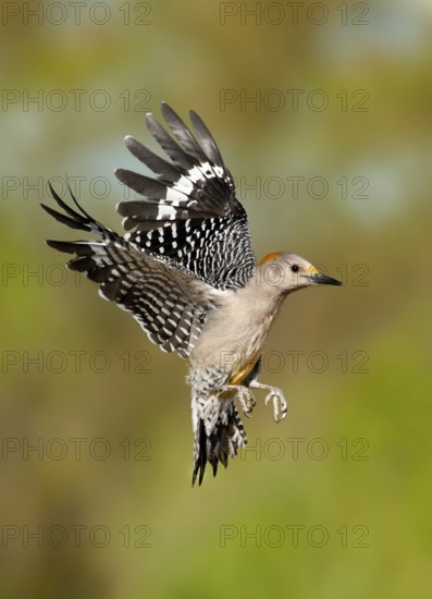 Golden-fronted Woodpecker (Melanerpes aurifrons) flying, Texas, USA