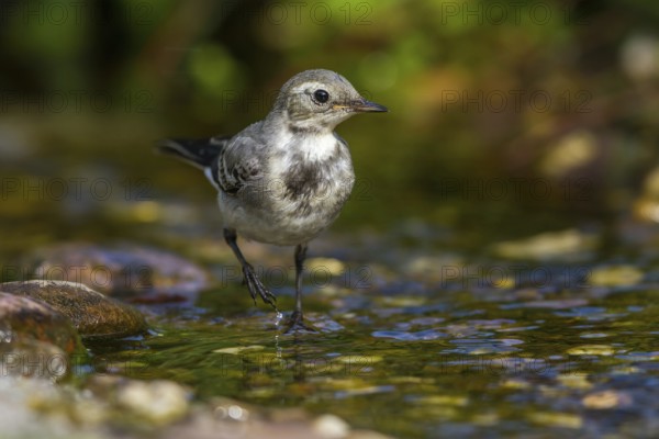 Bachstelze - Jungvogel an der Badestelle