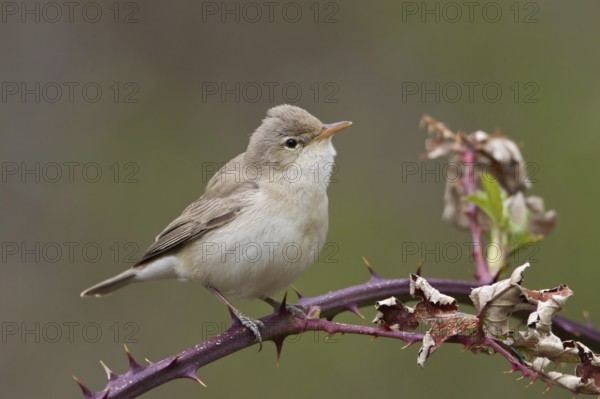 Eastern Olivaceous Warbler (Iduna pallida), Trodos, Cyprus