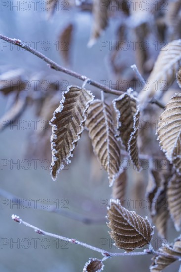 Close-up of frozen brown leaves on branches in winter, Gechingen, district of Calw, Black Forest, Germany
