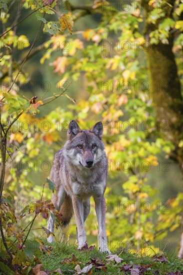 A eurasian gray wolf (Canis lupus lupus) stands on a meadow on a hill with a colourful foliage in the background