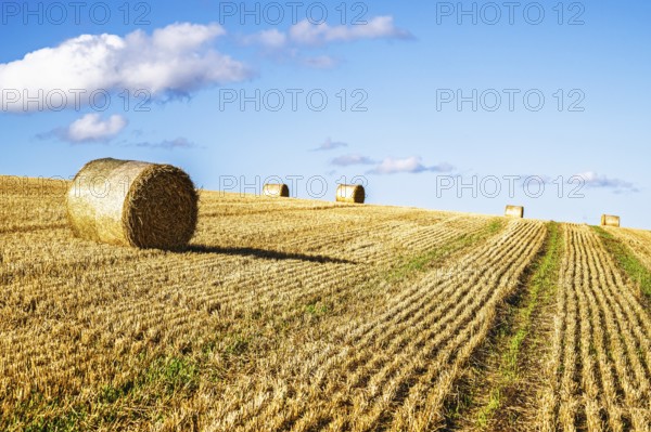 Straw bales in the Scottish fields, Southeast Scotland, UK