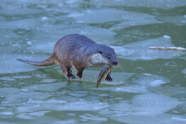An otter running across the ice and holding a fish in its mouth, winter, otter (Lutra lutra), Hesse, Germany