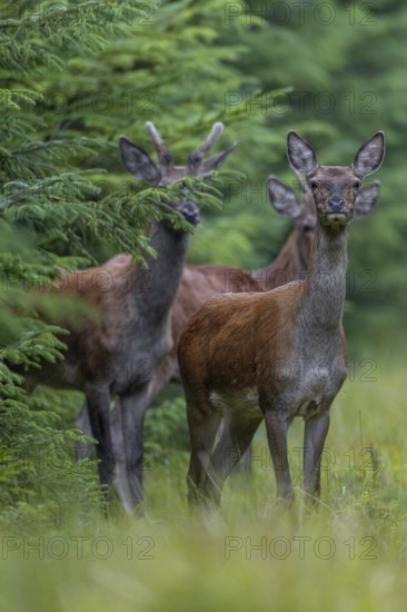 A second red deer (Cervus elaphus) joins the red deer on the track, the hide is well chosen, rutting season, September, Denmark