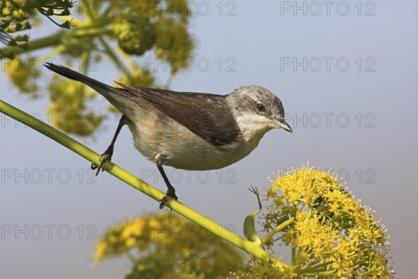 Lesser Whitethroat (Sylvia curruca), Lesvos, Greece