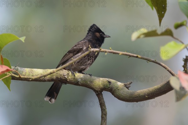 A Red-vented Bulbul (Pycnonotus cafer) on a tree branch, Sreepur, Gazipur, Bangladesh