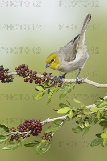 Verdin (Auriparus flaviceps), Texas, USA