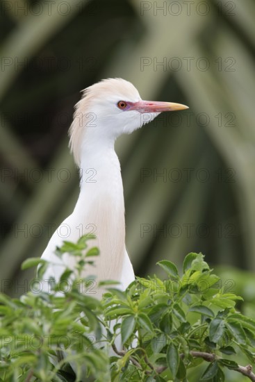 Western Cattle Egret (Bubulcus ibis), Florida, USA