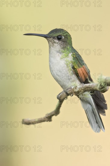 Blue-capped Hummingbird (Eupherusa cyanophrys) perched on a branch in Oaxaca, Mexico