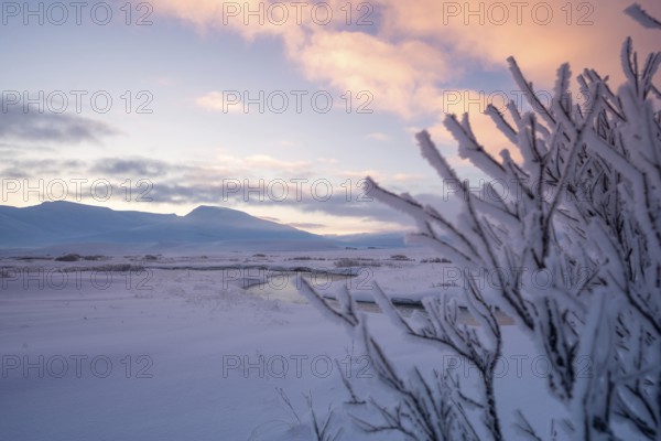 Serene Icelandic winter sunrise with snow-covered branches in the foreground, framing distant mountains and a pale pink sky. A tranquil and captivating scene