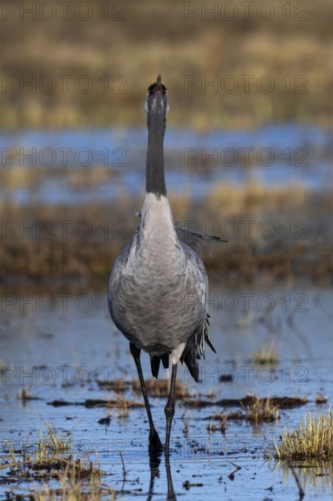 Common crane (Grus grus), Hornborga, Sweden