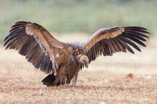 Griffon vulture, (Gyps fulvus), animals, birds, vultures, alworld vulture, hawk family, Sierra de San Pedro, Herreruela, Extremadura, Spain