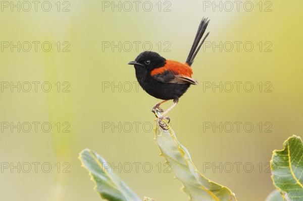 Red-backed Fairywren (Malurus melanocephalus) male, Queensland, Australia