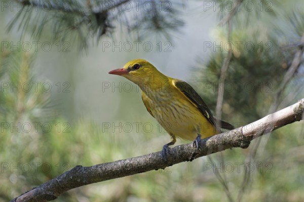 Eurasian Golden Oriole (Oriolus oriolus) male perched on a branch, Brandenburg, Germany