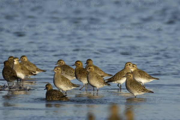 Golden plover (Pluvialis apricaria) adult wading birds in a flock in a lagoon in winter, RSPB Frampton marsh nature reserve, Lincolnshire, England, United Kingdom