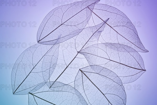 Delicate skeleton textures reveal intricate veins of overlapping leaves, creating a mesmerizing pattern against a subtle gradient background, combining elegance and nature