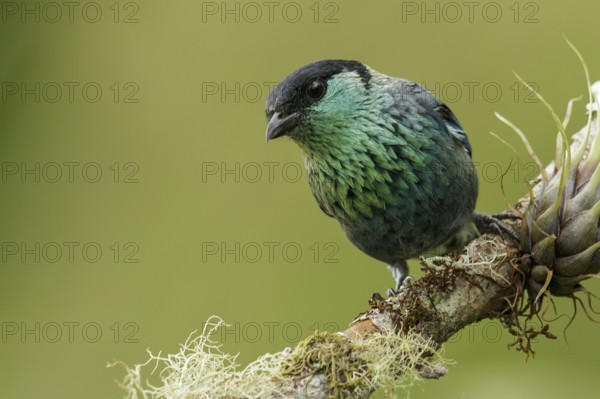 Black-capped Tanager (Tangara heinei) perched on a branch in the mountains of Colombia, South America