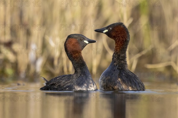 Little Grebe (Tachybaptus ruficollis) pair, North Rhine-Westphalia, Germany