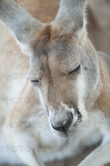 Eastern grey kangaroo (Macropus giganteus) sleeping, Lone Pine Koala Sanctuary, Brisbane, Queensland, Australia