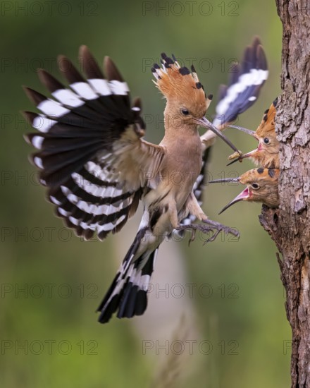 Eurasian Hoopoe (Upupa epops) feeding chicks in breeding cavity, Saxony-Anhalt, Germany