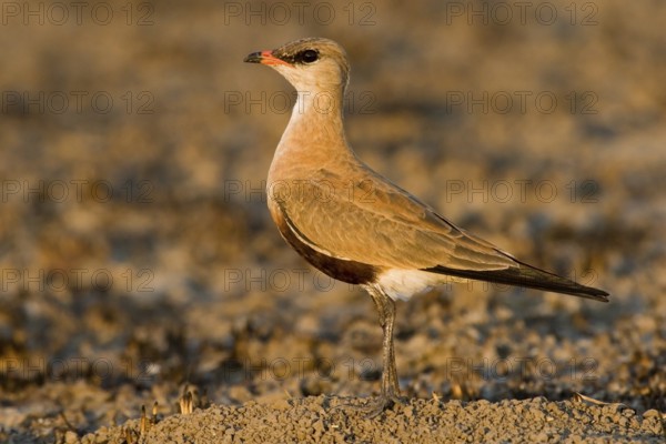 Australian Pratincole (Stiltia isabella), Western Australia, Australia