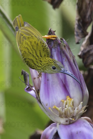 Streaked Spiderhunter (Arachnothera magna), Malaysia