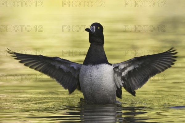 Ring-necked Duck (Aythya collaris) male, Arizona, USA