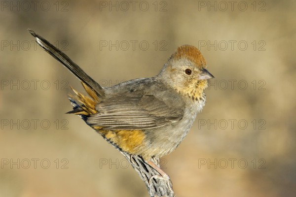 Canyon Towhee Pipilo fuscus Tucson, Arizona, United States 7 June Adult Emberizidae