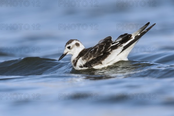 Little Gull (Hydrocoloeus minutus), Eilat, Israel