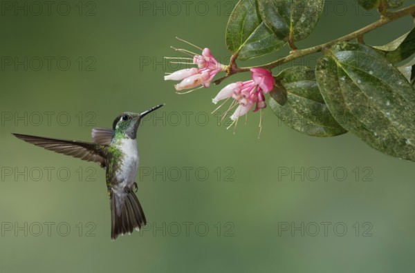 White-bellied Mountain Gem (Lampornis hemileucus), Costa Rica
