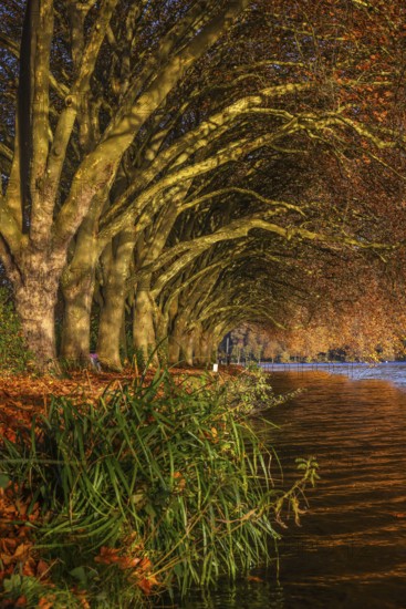 Essen, North Rhine-Westphalia, Germany - Golden autumn on Lake Baldeney