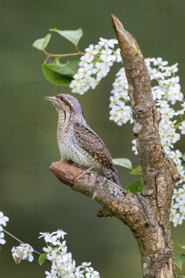 Eurasian wryneck (Jynx torquilia), Limbach, Burgenland, Austria
