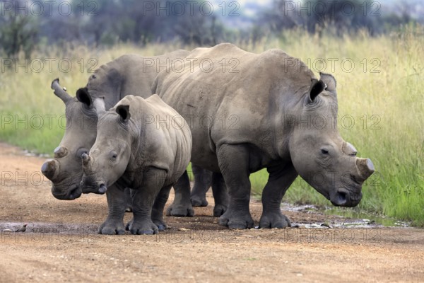 White rhino (Ceratotherium simum), white rhino, adult, juvenile, foraging, group, dehorned, Pilanesberg National Park, North West Province, South Africa, Africa, Germany