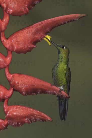Green-crowned Brilliant (Heliodoxa jacula), Ecuador