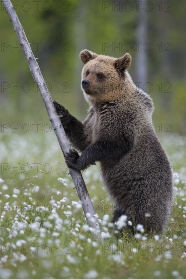 Eurasian Brown Bear (Ursus arctos) standing at tree trunk in white cottongrass, Finland